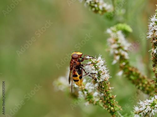the hornet mimic hoverfly (Volucella zonaria (Poda, 1761)) feeding on a flower, next to a river, near Xativa, Spain © Alfre_Xat