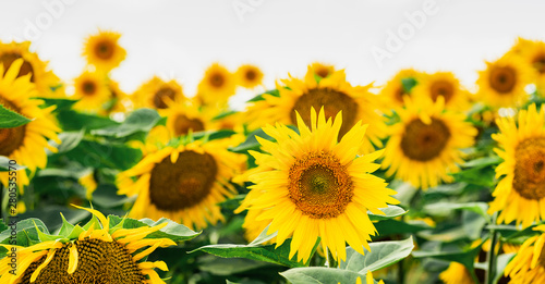 Beautiful field of sunflowers against the sky and clouds. Many yellow flowers on a blue background with space for text. The concept of a rich harvest  oil and sunflower seeds. Close-up  wallpaper.