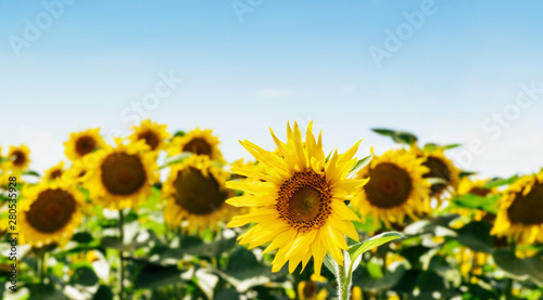 Beautiful field of sunflowers against the sky and clouds. Many yellow flowers on a blue background with space for text. The concept of a rich harvest, oil and sunflower seeds. Close-up, wallpaper. © Nadya Vetrova