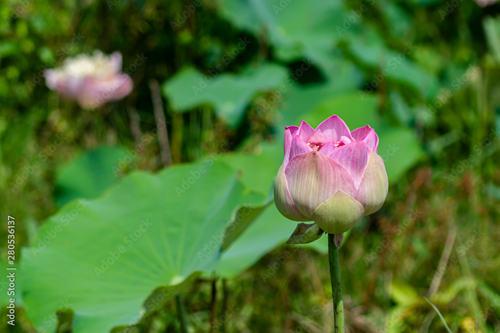 Beautiful soft pink lotus flower