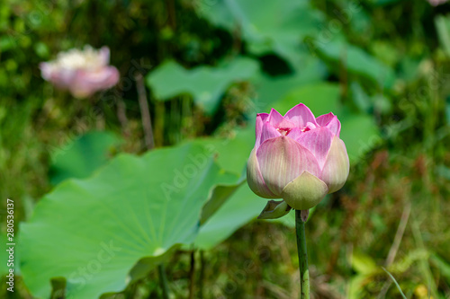 Beautiful soft pink lotus flower