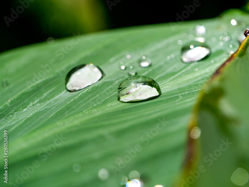 Close up water drop on leaves with sunlight.