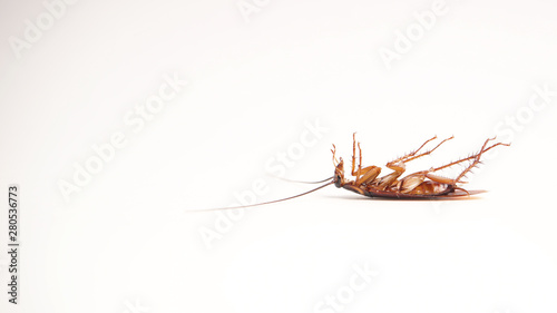 Dead cockroach supine upside down isolated on white with space for text with white background