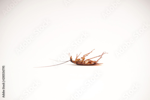 Dead cockroach supine upside down isolated on white with space for text with white background