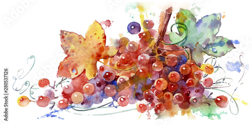 Branch of grapes. Colorful vine on white background. Watercolor illustration of a hand job. Element for design and creativity. Vine painted in watercolor. 