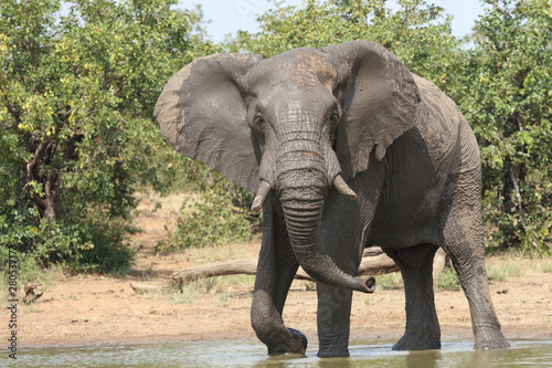 Afrikanischer Elefant   African elephant   Loxodonta africana