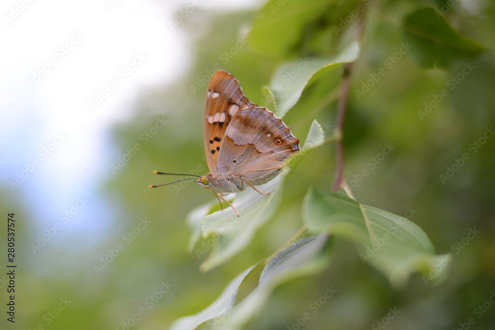 Obraz premium butterfly on a leaf