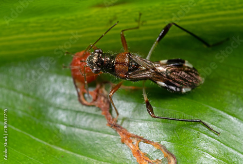 Macro Photo of Assassin Bug is Sucking Fruit on Green Leaf