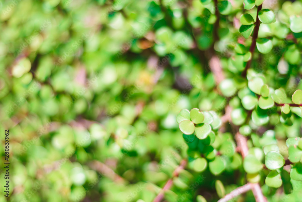 natural green bush background with selective focus natural green bush background with selective focus