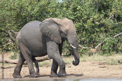 Afrikanischer Elefant   African elephant   Loxodonta africana