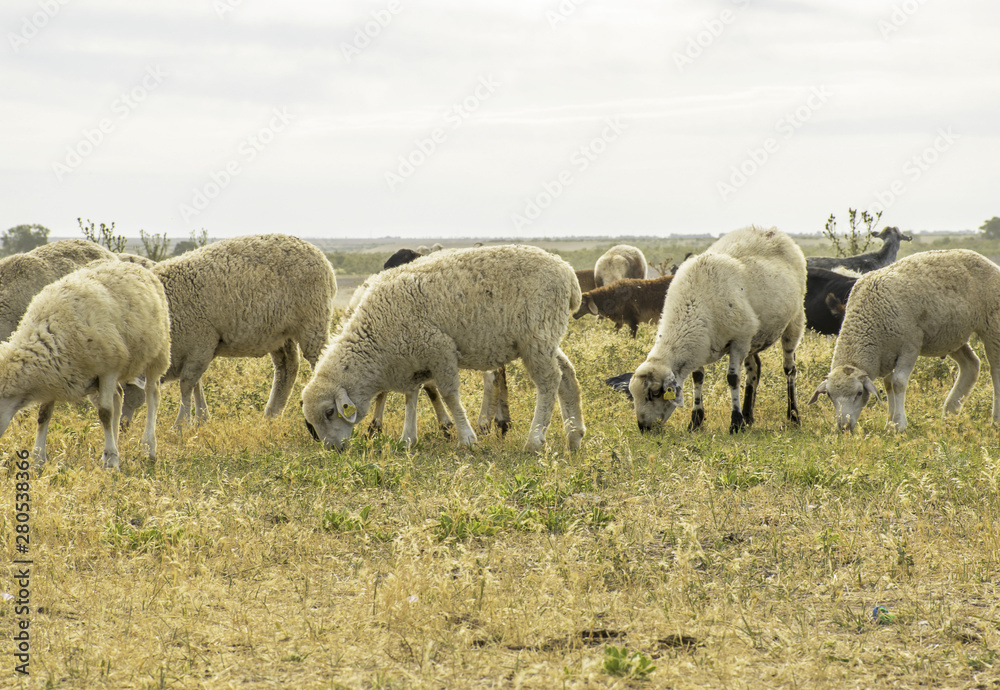 .A herd of sheep graze on the meadow in the open air. Pasture for animals. Sheep eat grass. Agriculture. .A herd of sheep graze on the meadow in the open air. Pasture for animals. Sheep eat grass. Agriculture.