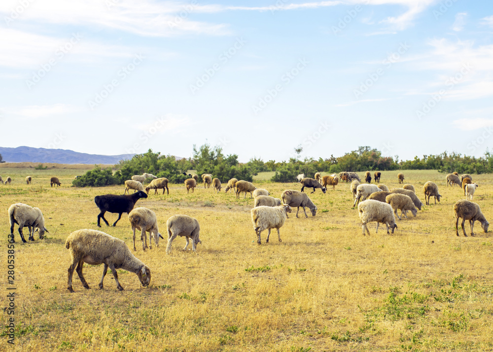 .A herd of sheep graze on the meadow in the open air. Pasture for animals. Sheep eat grass. Agriculture. .A herd of sheep graze on the meadow in the open air. Pasture for animals. Sheep eat grass. Agriculture.