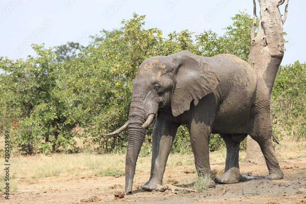 Afrikanischer Elefant / African elephant / Loxodonta africana Afrikanischer Elefant / African elephant / Loxodonta africana