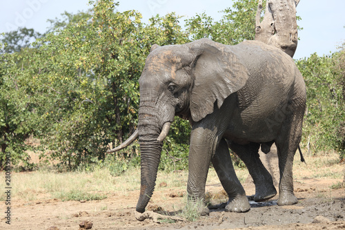 Afrikanischer Elefant   African elephant   Loxodonta africana