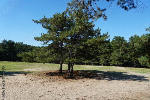 tree in the park