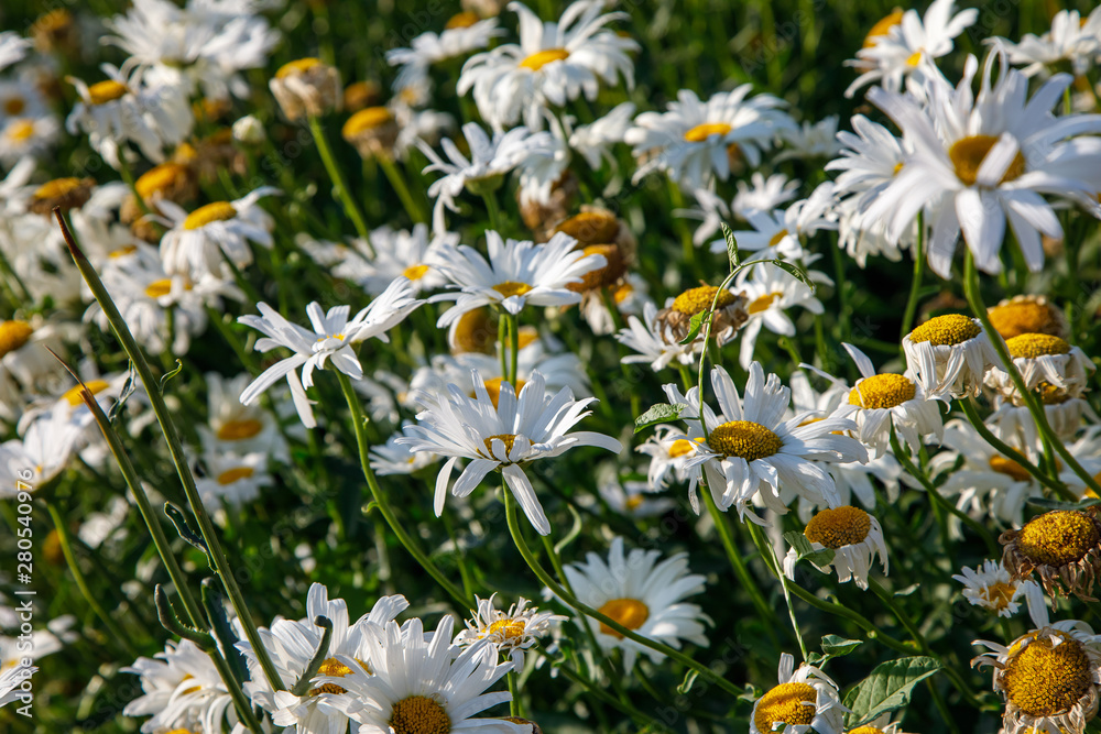 Obraz premium Chamomile Field Flowers Border. Beautiful Nature Scene floral