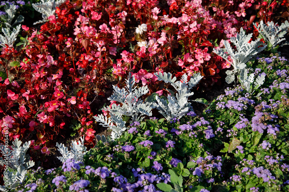 Background or texture of red colors of begonia and blue ageratum