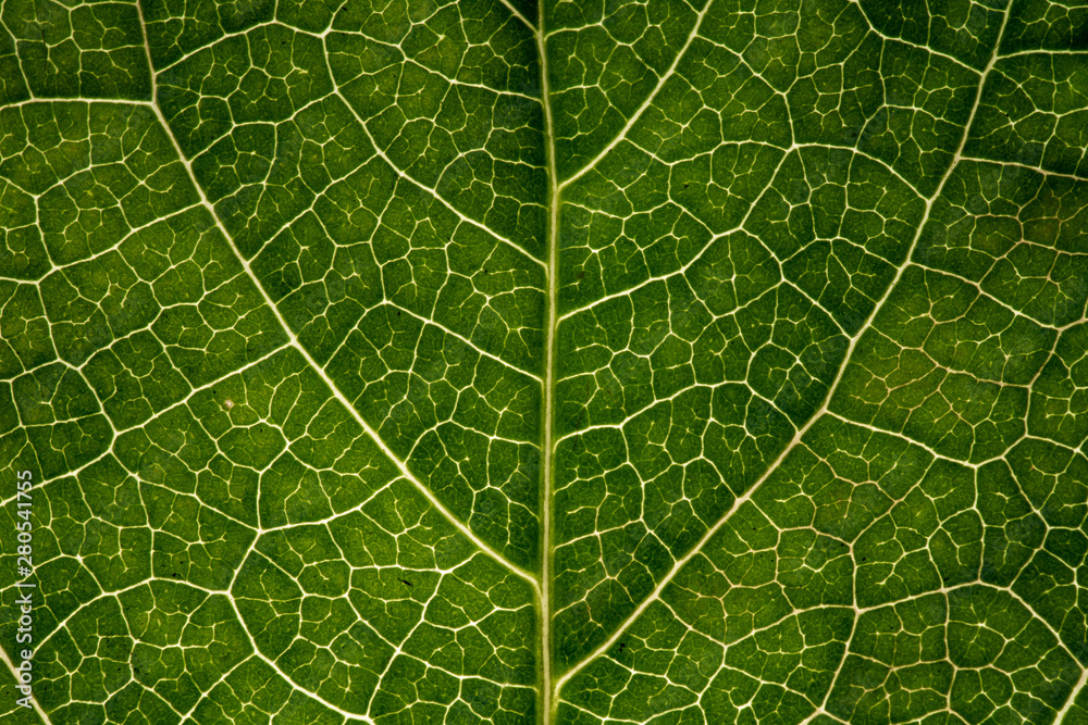 macro texture details of green leaf vine macro texture details of green leaf vine