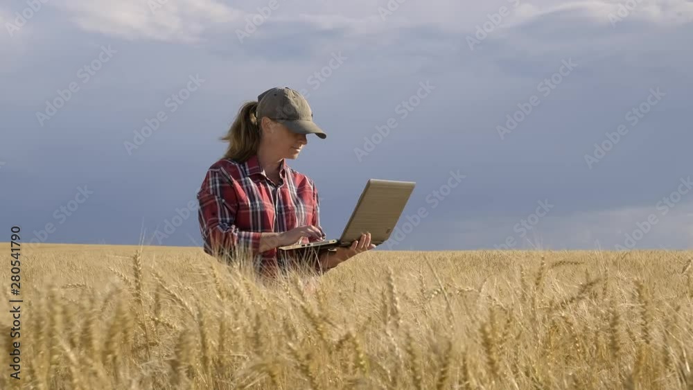 Woman farmer with laptop in wheat field on sunny day. Woman farmer with laptop in wheat field on sunny day.