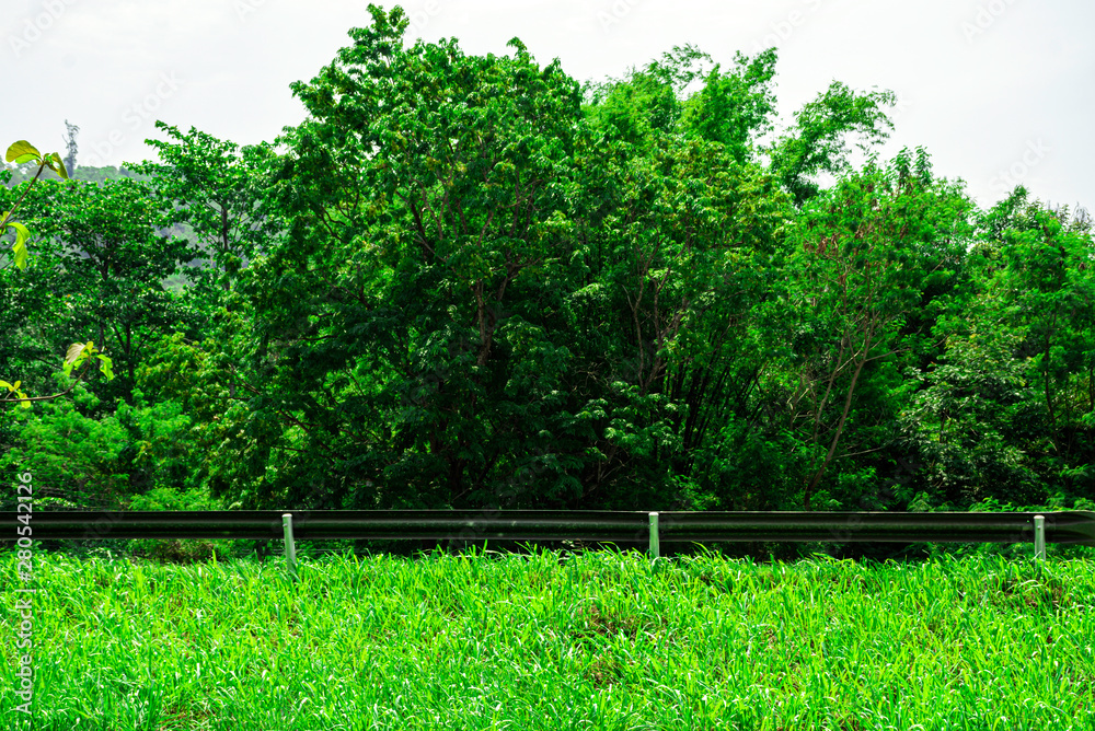 Green field along roadside on the mountain, Beautiful green nature along the way on mounain, Landscape nature of the road on the hill Green field along roadside on the mountain, Beautiful green nature along the way on mounain, Landscape nature of the road on the hill