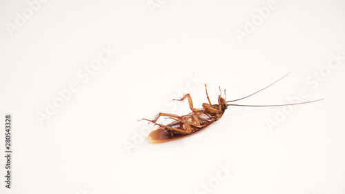 Dead cockroach supine upside down isolated on white with space for text with white background  © PINANDIKA