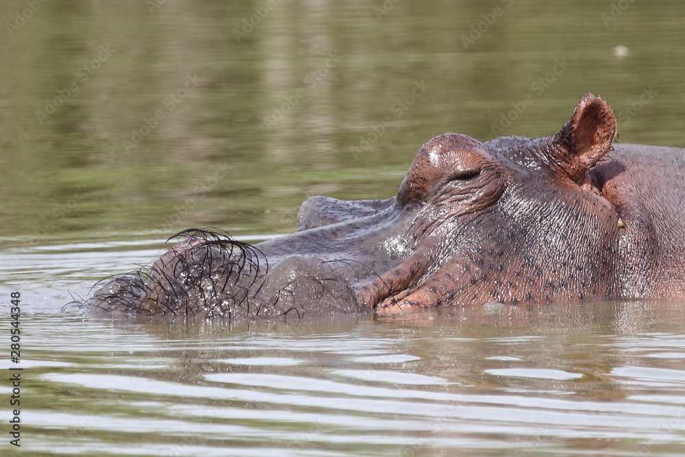 Fototapeta premium Flußpferd / Hippopotamus / Hippopotamus amphibius