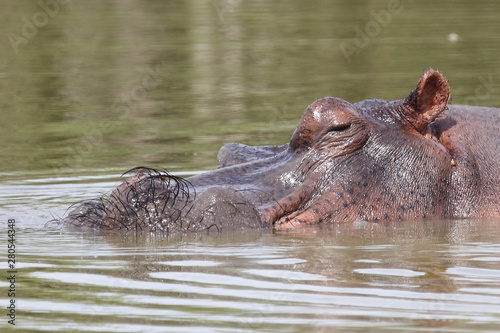 Flußpferd / Hippopotamus / Hippopotamus amphibius