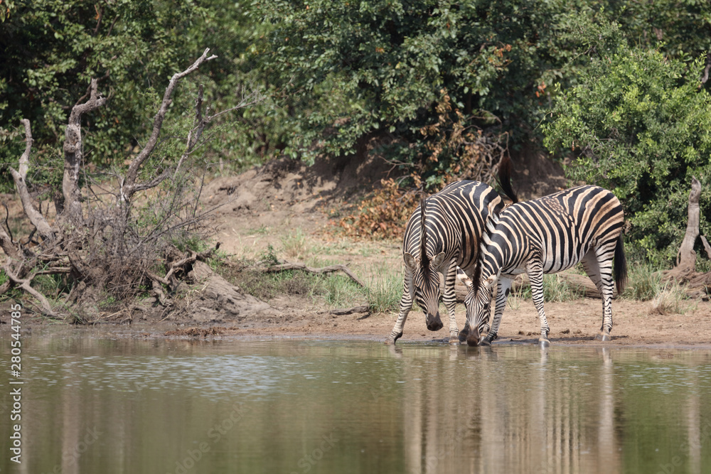 Steppenzebra / Burchell's zebra / Equus burchellii Steppenzebra / Burchell's zebra / Equus burchellii
