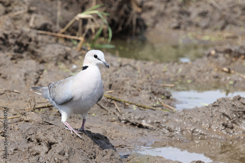 Kapturteltaube / Cape turtle dove / Streptopelia capicola