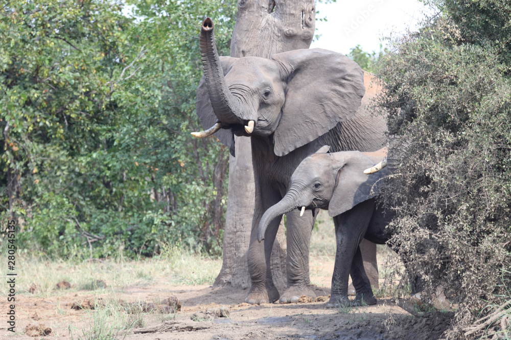 Fototapeta premium Afrikanischer Elefant / African elephant / Loxodonta africana