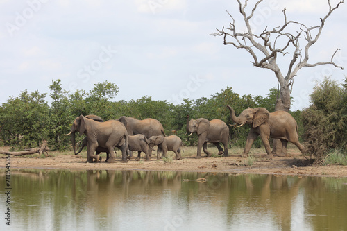 Afrikanischer Elefant   African elephant   Loxodonta africana