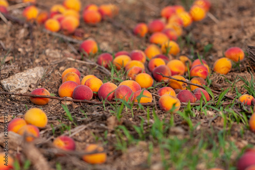 Ripe apricots on the ground in summer sunset