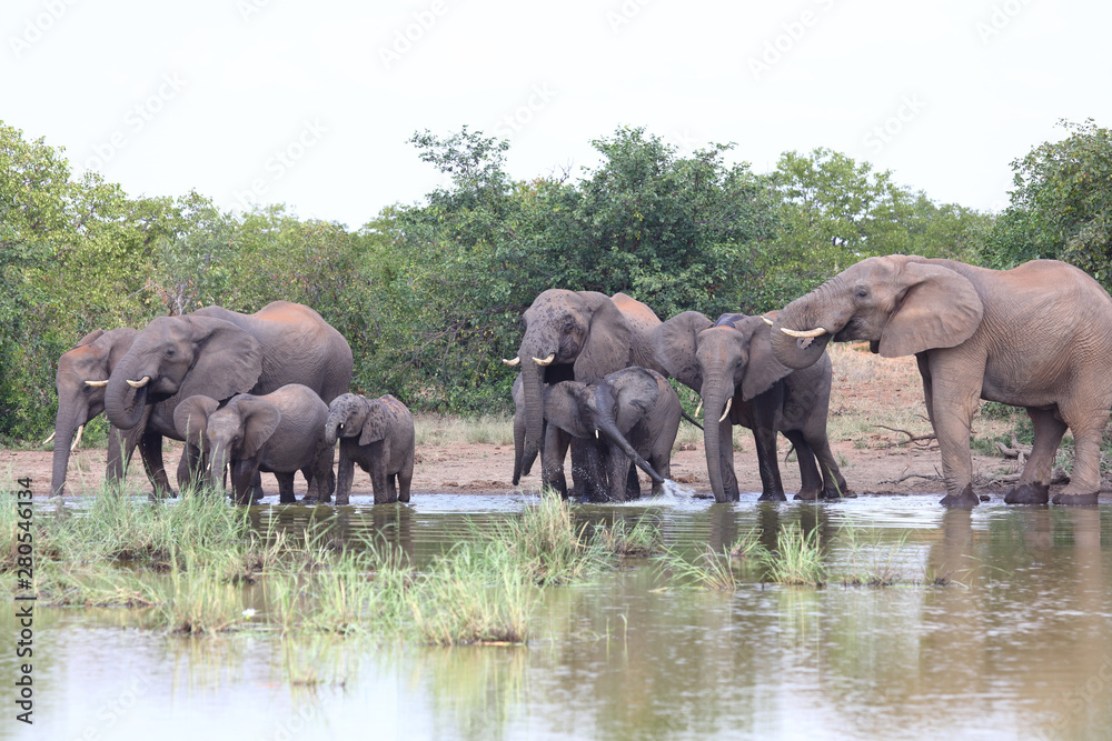 Fototapeta premium Afrikanischer Elefant / African elephant / Loxodonta africana