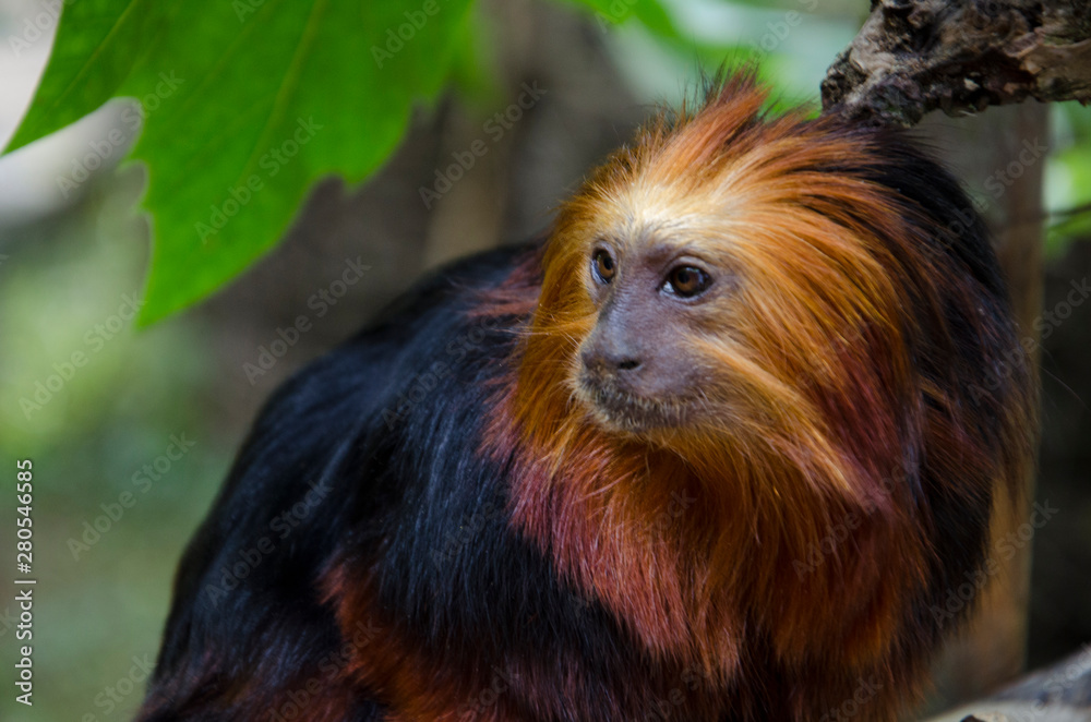 Golden Headed Lion Tamarin close up in his habitat. Monkey with red hair  and black fur. Stock Photo | Adobe Stock
