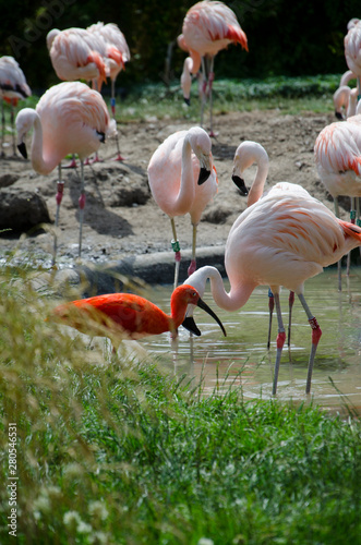 Pink flamingos Phoenicopteridae bonaparte foraging in the water together with reb ibis or eudocimus.