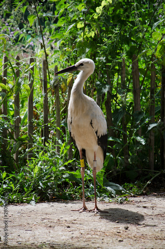 Close up of a resting stork in detail with bokeh effect on the background