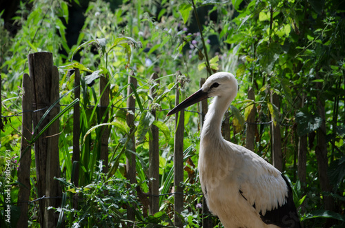 Close up of a resting stork in detail with bokeh effect on the background