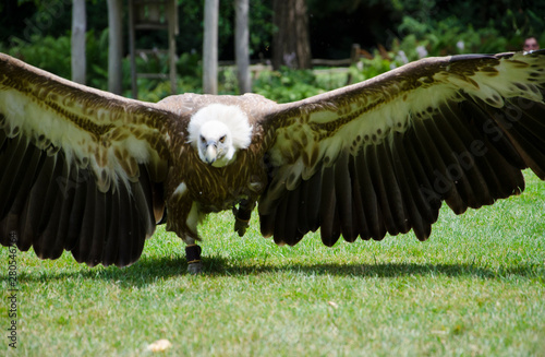 Close up of a Griffon Vulture Gyps fulvus  