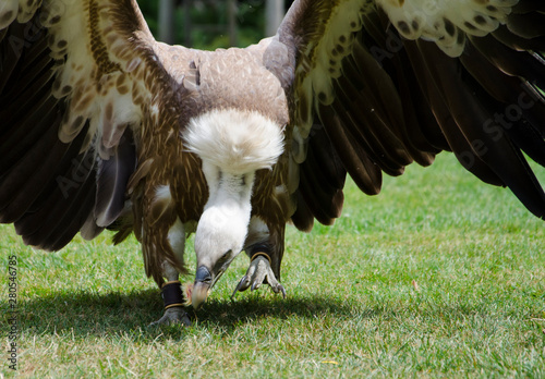 Close up of a Griffon Vulture Gyps fulvus  