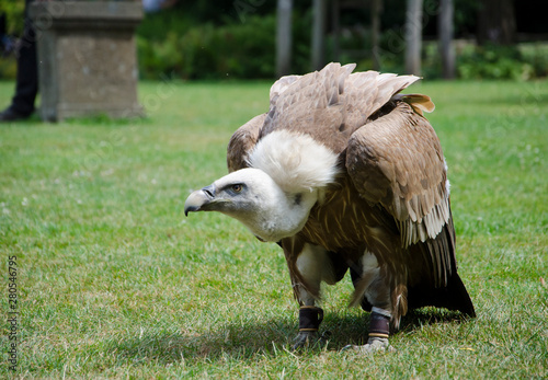 Close up of a Griffon Vulture Gyps fulvus  