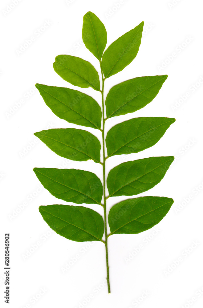 Fototapeta premium Twig with green leaves isolated on white background 