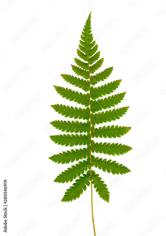 Twig with green leaves isolated on white background Twig with green leaves isolated on white background