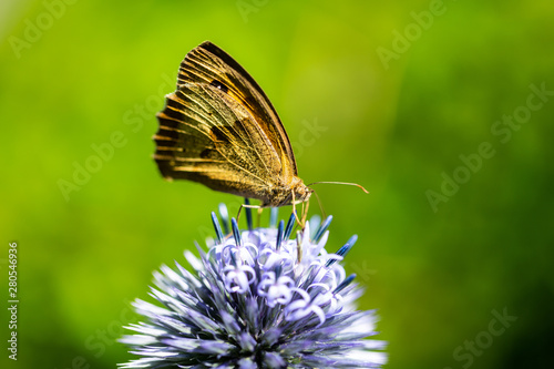 Arethusana arethusa, Rusty velvet butterfly on flower, butterfly on flower photo