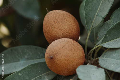 Closeup shot of the Sapodilla fruit growing from the tree