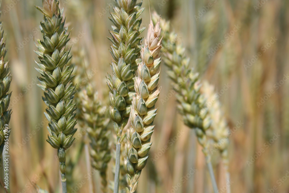 Wheat field on summer in a sunny day Wheat field on summer in a sunny day