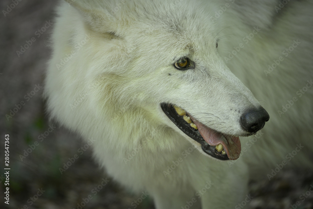 Obraz premium weißer Wolf