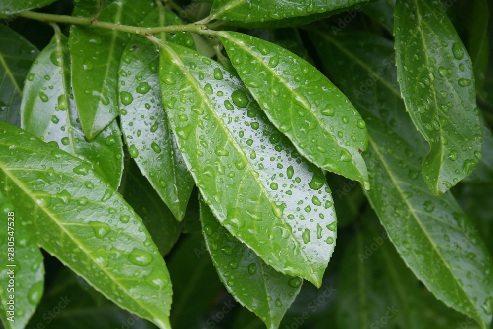 Cherry laurel leaves on branch covered by rain drops. Prunus laurocerasus under the rain in the garden Cherry laurel leaves on branch covered by rain drops. Prunus laurocerasus under the rain in the garden