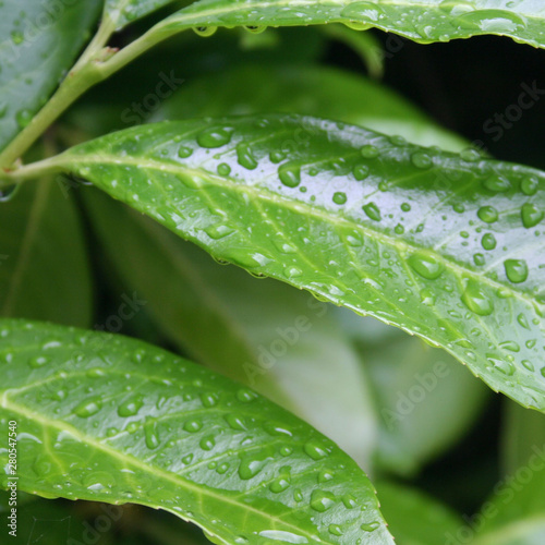 Cherry laurel leaves on branch covered by rain drops. Prunus laurocerasus under the rain in the garden