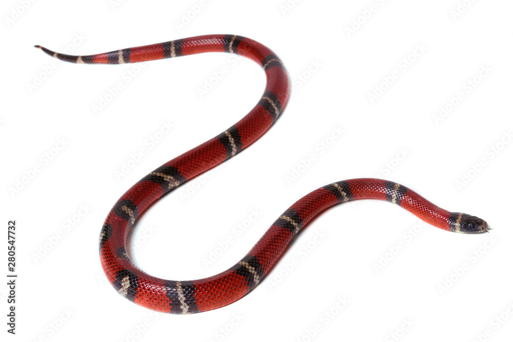 Naklejka premium Red-black Milk snake isolated on white background