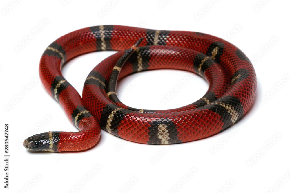 Fototapeta premium Red-black Milk snake isolated on white background